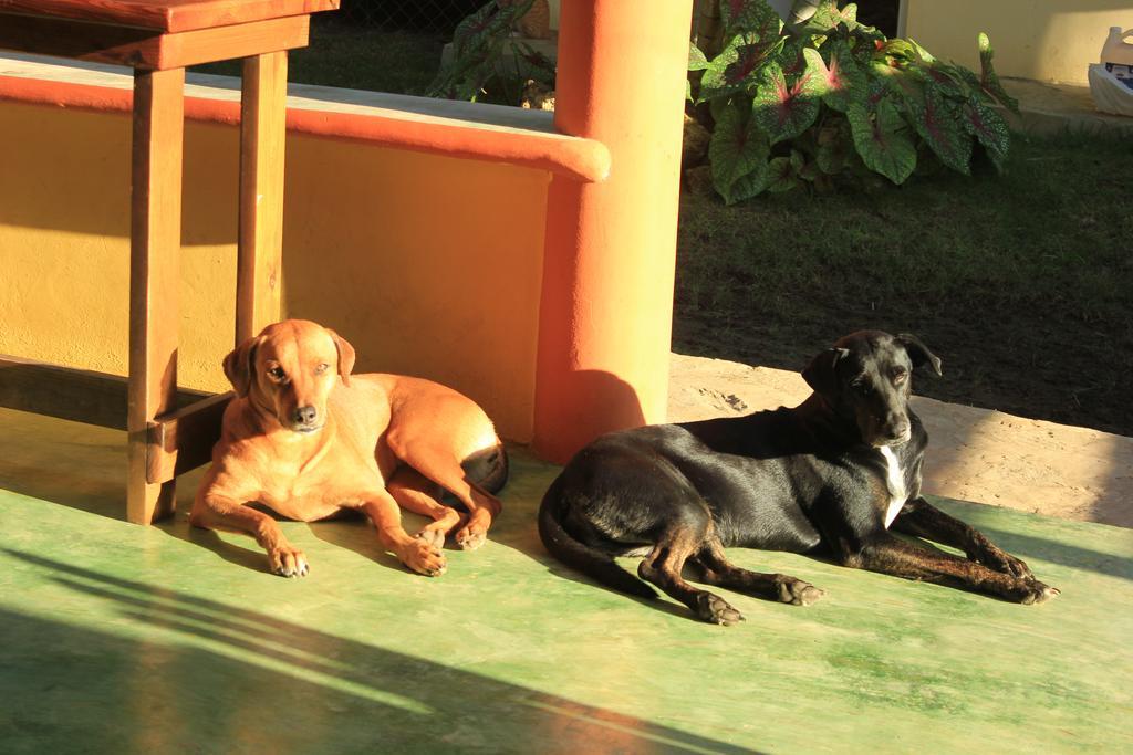 Gipsy Ranch Rooms Cabarete Eksteriør bilde